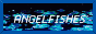 angelfishes