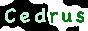 cedrus