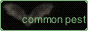 common-pest