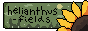 helianthus-fields